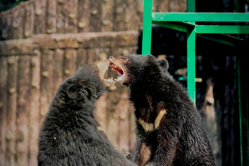 Free Two Himalayan black bears playfully interacting at a zoo in Kolkata, India. Stock Photo
