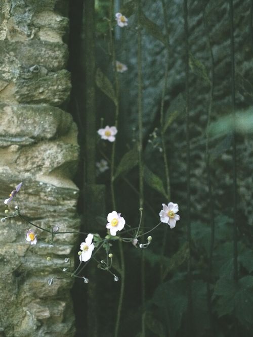 Free stock photo of color, day, flower Stock Photo