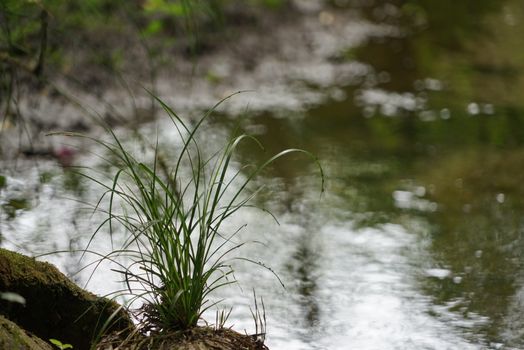 Peaceful riverside scene with lush vegetation, ideal for relaxation themes.