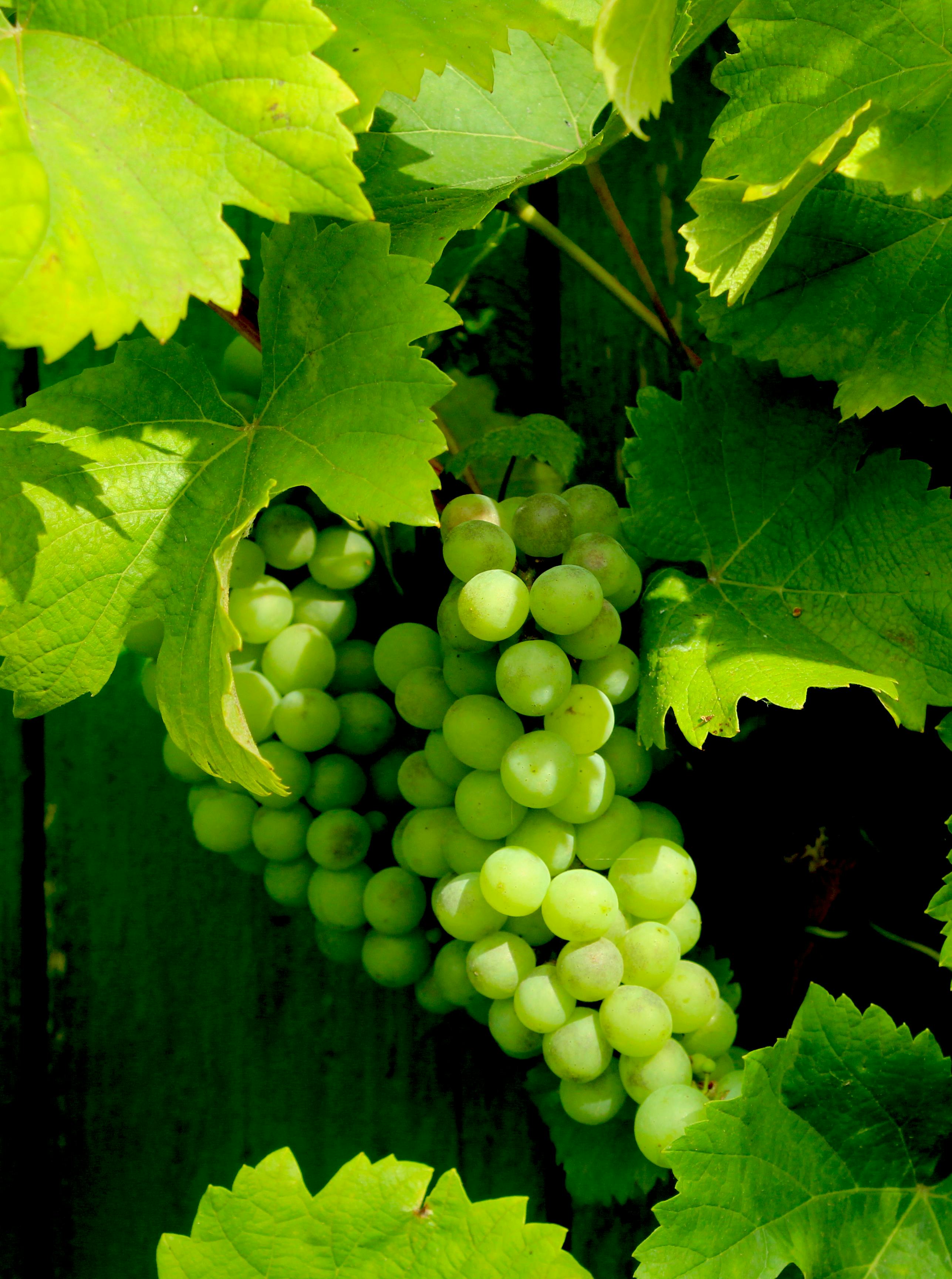 免費 鮮亮的綠葡萄懸掛在葡萄藤上，周圍環繞著茂盛的葉子。 圖庫相片