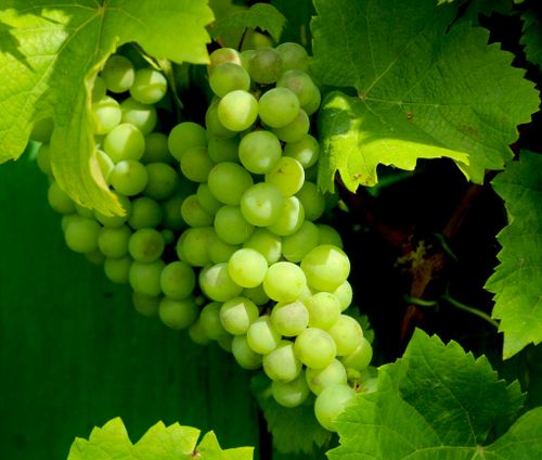 Free Vibrant green grapes and leaves in sunlight, symbolizing freshness and nature. Stock Photo
