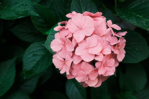Free Close-up of a pink hydrangea flower cluster surrounded by lush green leaves. Stock Photo
