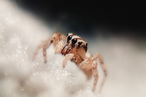 Free Close-up of a jumping spider showcasing its detailed anatomy on a blurred background. Stock Photo
