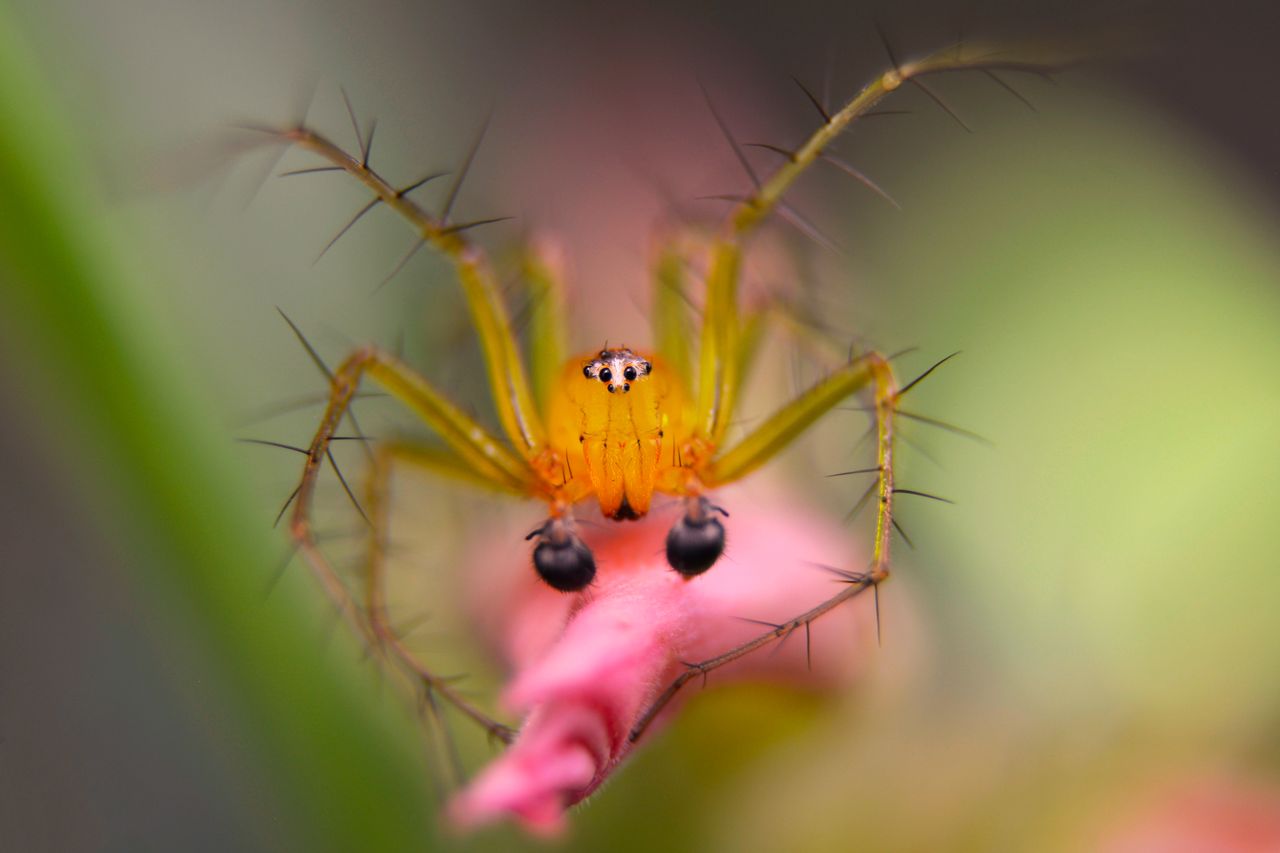stunning close up of a lynx spider perched on a pink flower showcasing