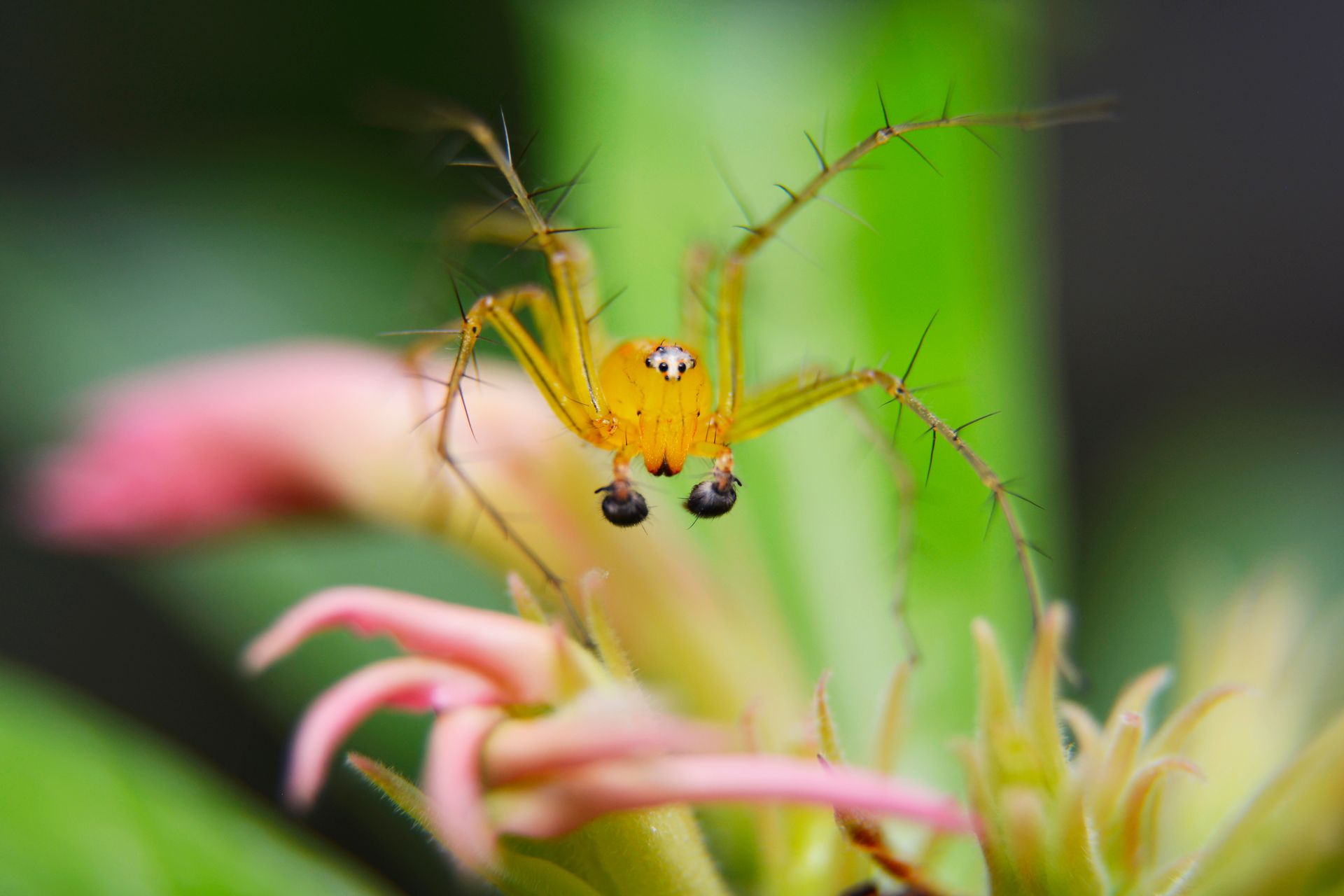 Macro shot of a vibrant lynx spider perched on a flower in Indonesia.