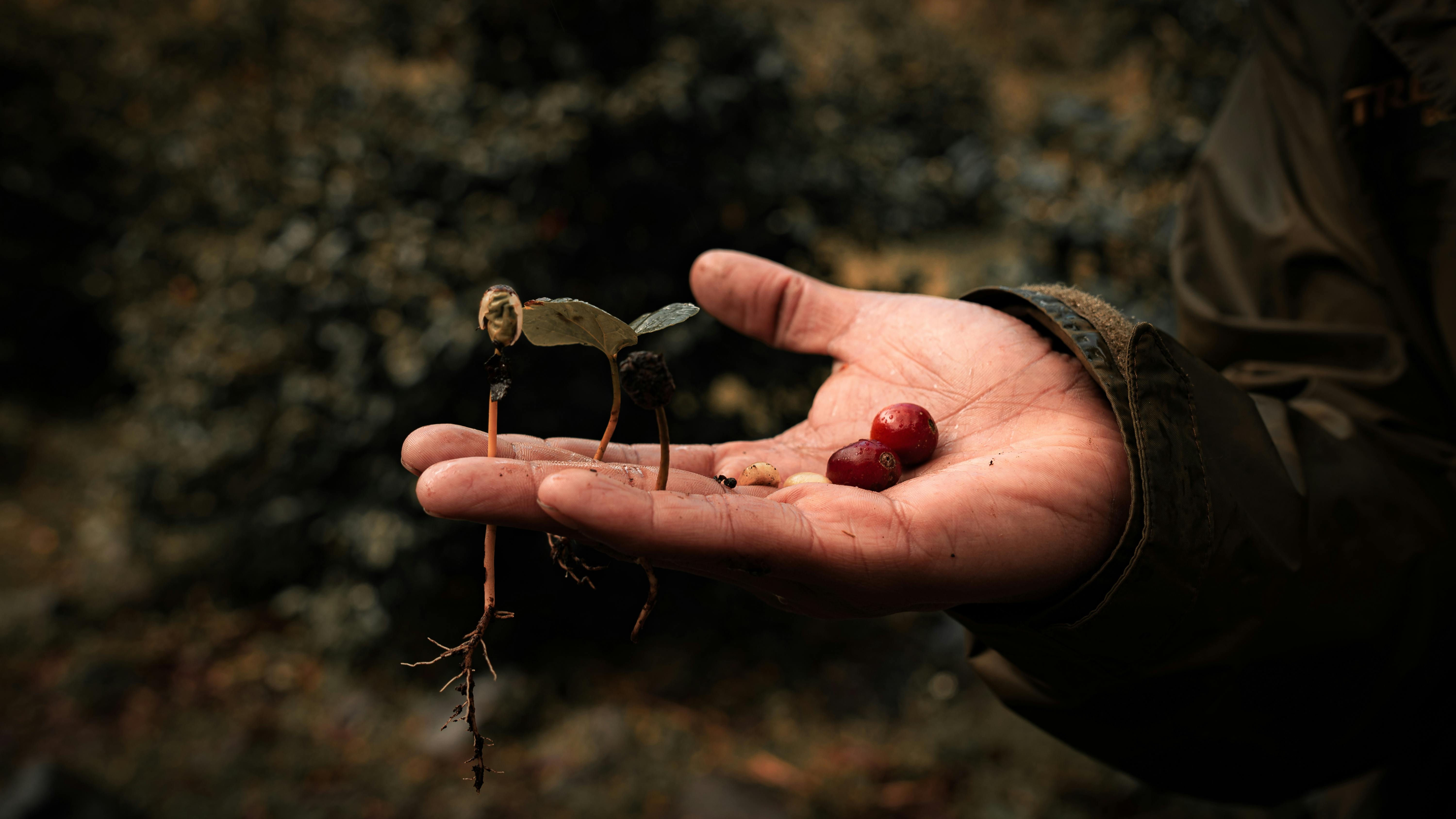 Close-up of a hand holding coffee seedlings and cherries, showcasing growth stages in a Panamanian plantation.