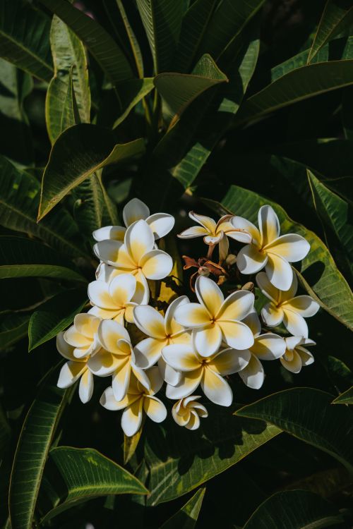 Free Close-up of colorful plumeria flowers in lush green foliage, Valle Gran Rey, Spain. Stock Photo