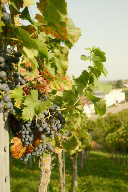Close-up of ripe wine grapes on a vine in a sunlit vineyard, showcasing rich summer growth.