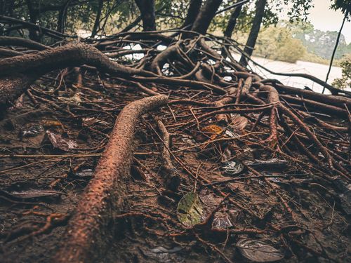 Free tree roots Stock Photo