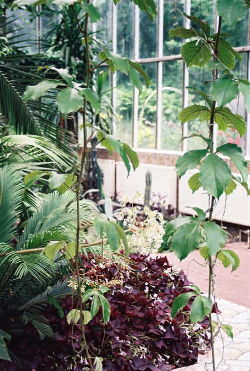Free Explore the vibrant flora inside Lviv's botanical garden, showcasing diverse tropical plants. Stock Photo