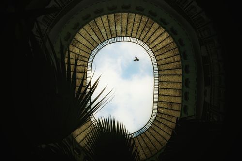 Free A stunning view of the sky through a glass ceiling with a bird soaring above, framed by palm leaves. Stock Photo