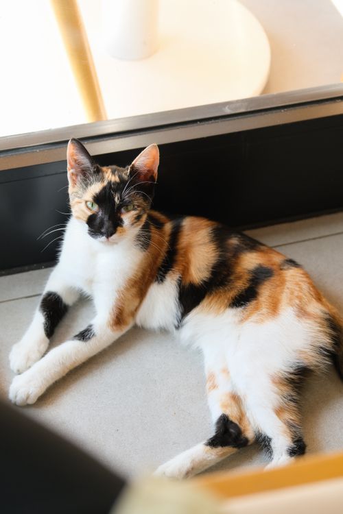 Free A beautiful calico cat lounging indoors, basking in sunlight by a window. Stock Photo