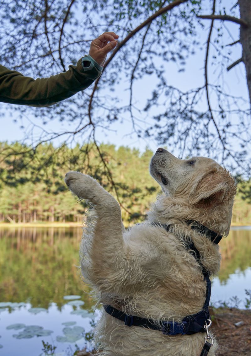 Göl kenarında eğitim alan bir golden retriever
