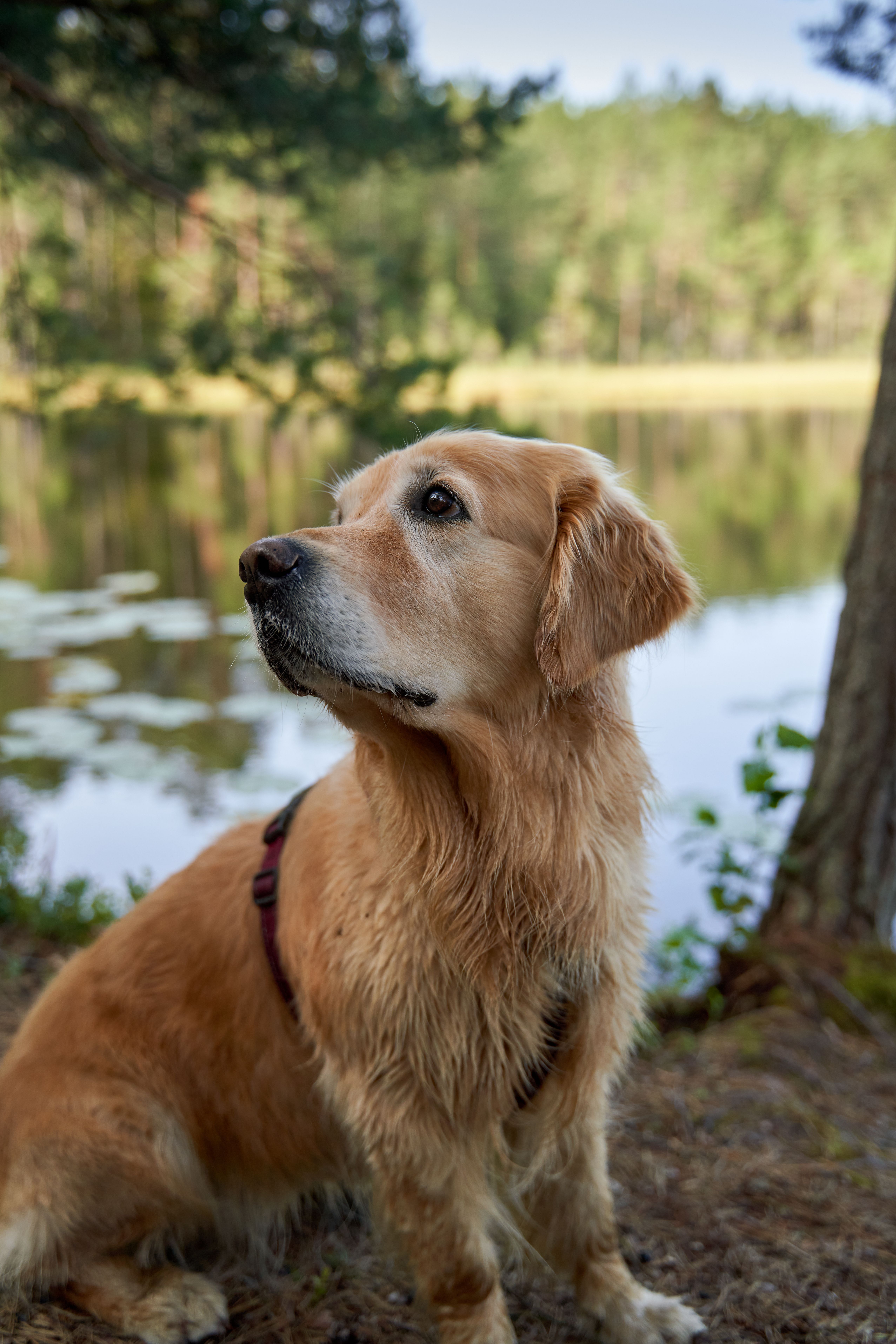 Tips for a Golden Adventure