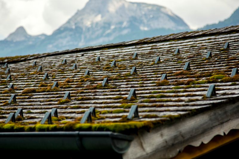 Roof moss removal and prevention: a complete guide