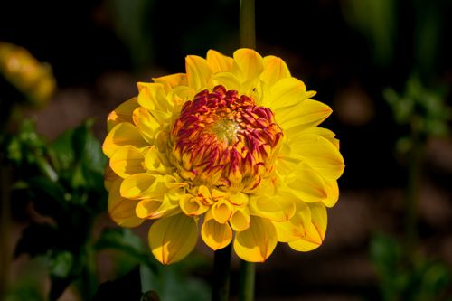 Free Close-up of a vibrant yellow dahlia with red accents, showcasing nature's beauty in summer. Stock Photo