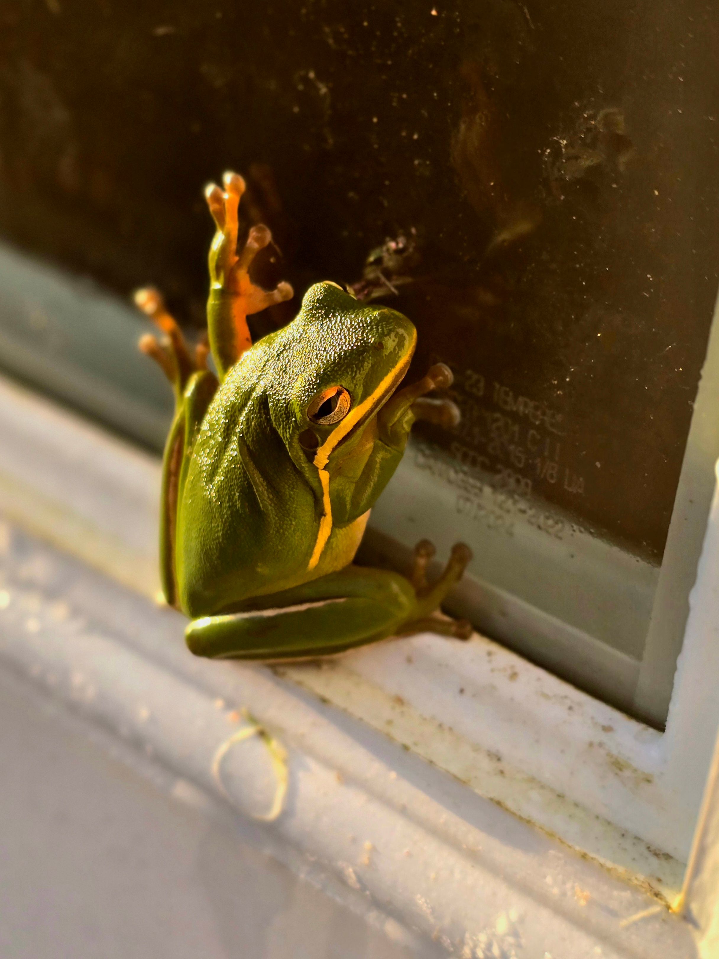 Vivid Green Tree Frog on Window Sill · Free Stock Photo