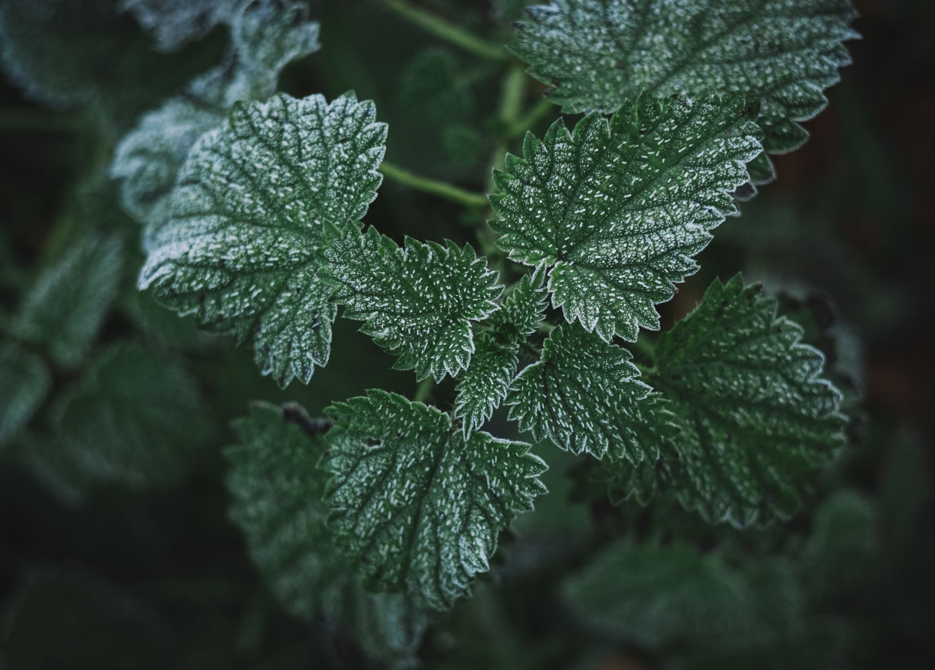 Top view of aromatic green Mint shrub growing in horticultural garden on daytime