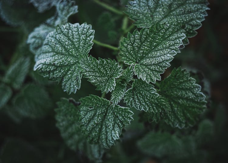 Green Mint Herb Growing In Garden