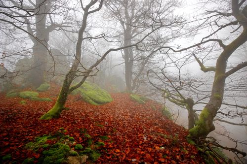 Free A foggy forest scene in autumn with moss-covered rocks and leaf-strewn path. Stock Photo