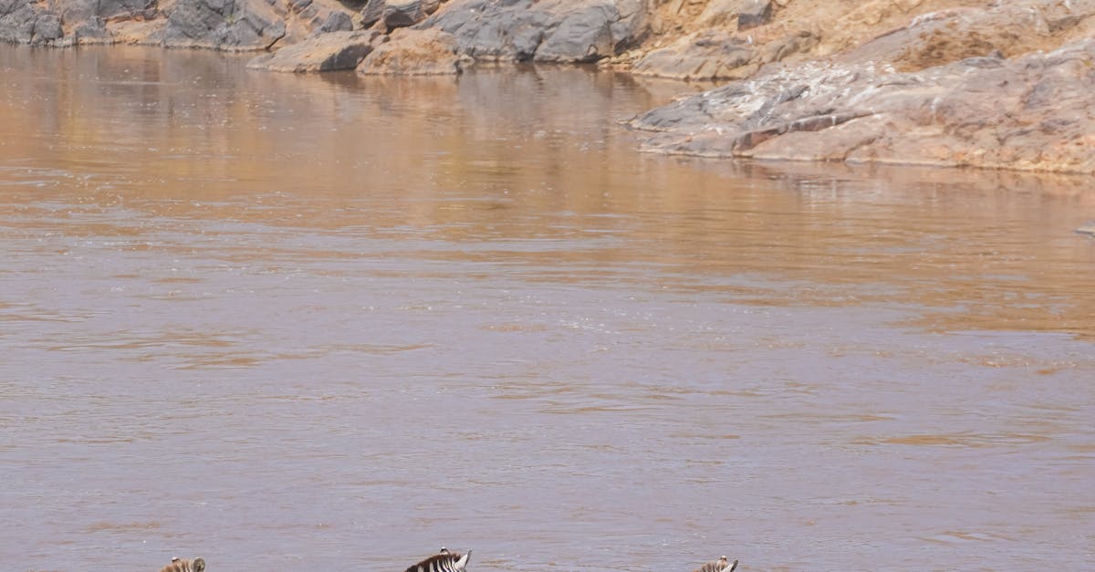 福布斯揭秘 美國人為何瘋狂移民歐洲
