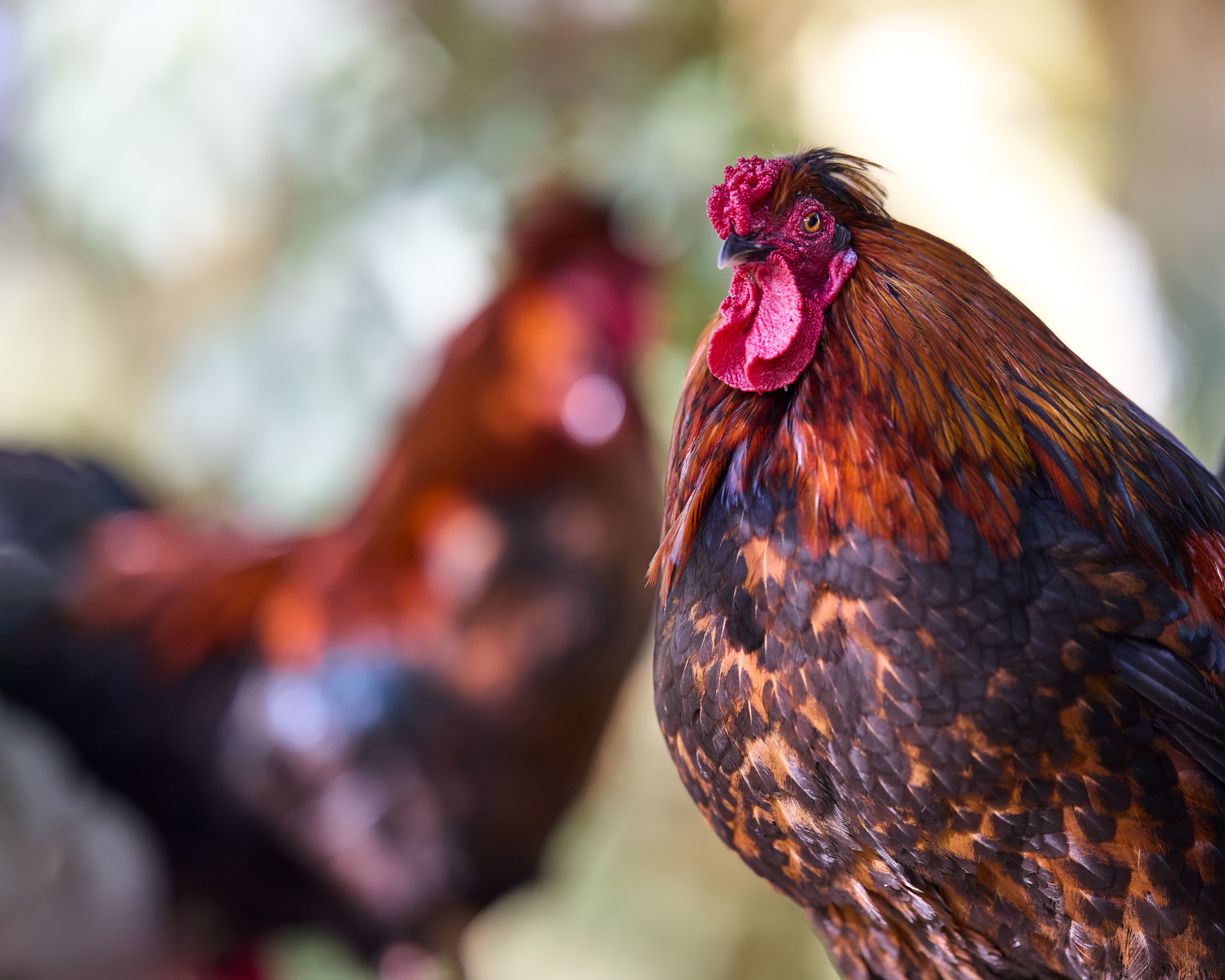A detailed closeup portrait of a majestic rooster, with its vibrant red ...