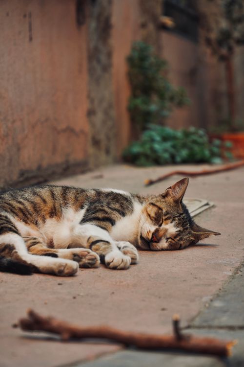 Free A serene street cat sleeps on a quiet lane in İstanbul, Türkiye, capturing urban tranquility. Stock Photo