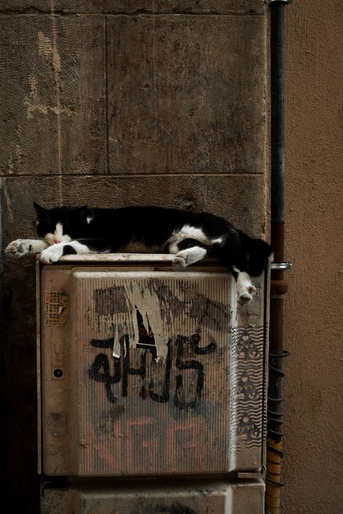 Free Monochrome cat blissfully lounging outdoors on a rustic urban utility box. Stock Photo