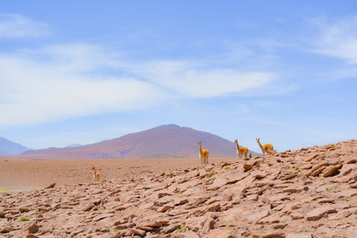 Vicuña Di Batuan