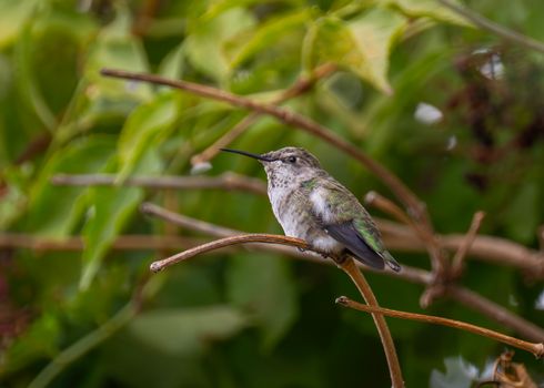 Beautiful Anna's hummingbird perched on a branch in Wenatchee, Washington.
