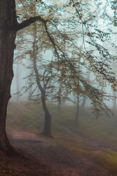 Tranquil forest path enveloped in mist and lush greenery, evoking calm.