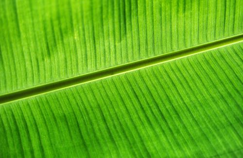 Free Intricate close-up of a vibrant green leaf texture with detailed lines in Taiwan. Stock Photo
