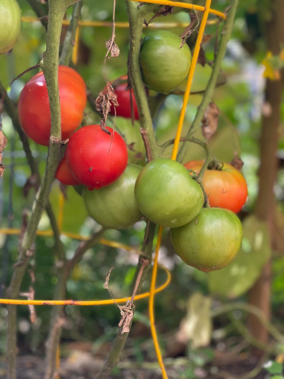 Reinforcing Overloaded Indeterminate Tomato Cages: Strategic Tie-Ins and Supplemental Support for Peak Season Harvests
