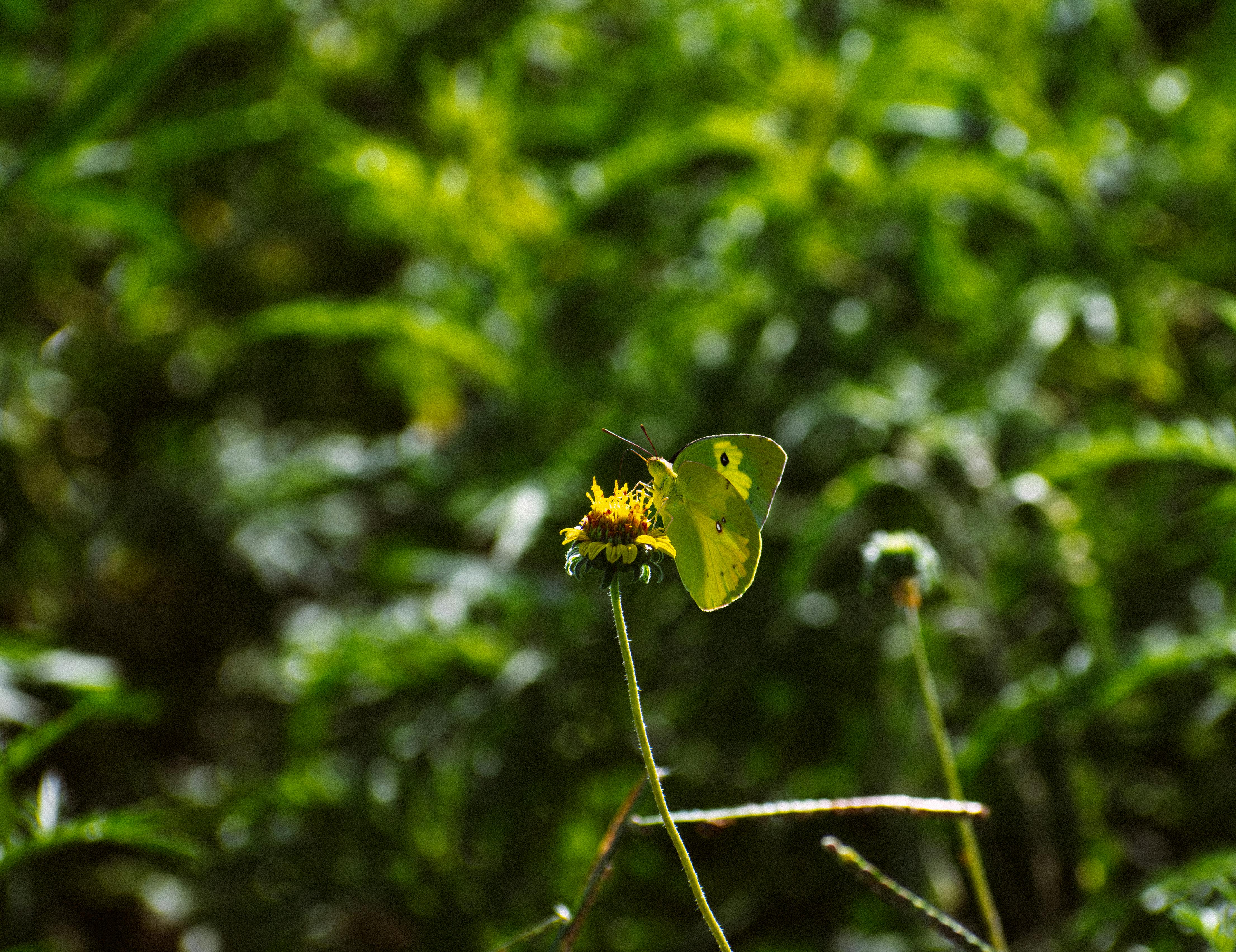 yellow butterfly on flower in texas meadow