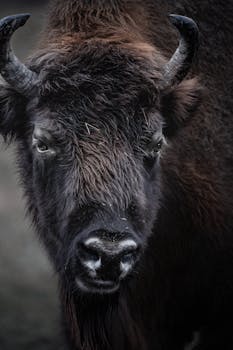 Intense gaze of a European bison in Hațeg, Romania, showcasing its powerful horns and dark fur.