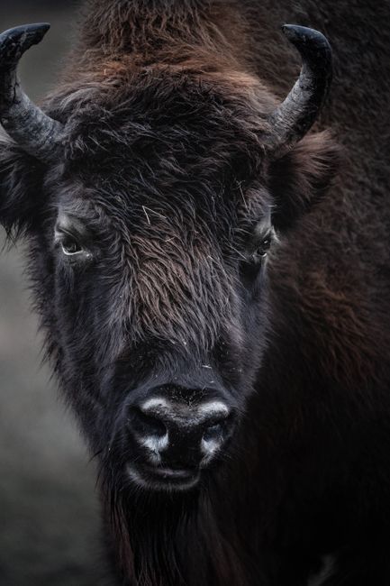 Intense gaze of a European bison in Hațeg, Romania, showcasing its powerful horns and dark fur.