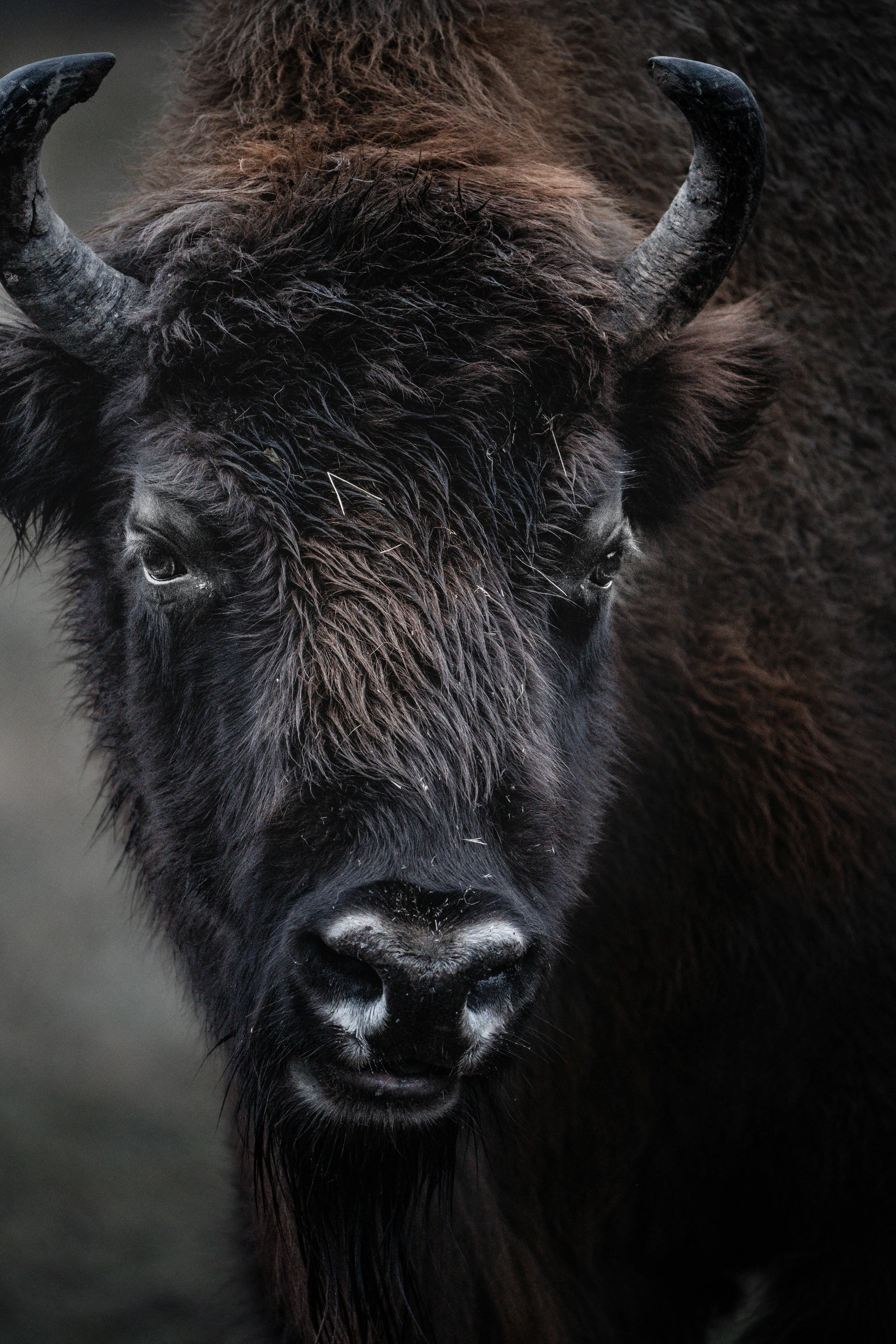 Gratuit Le Bison Photos