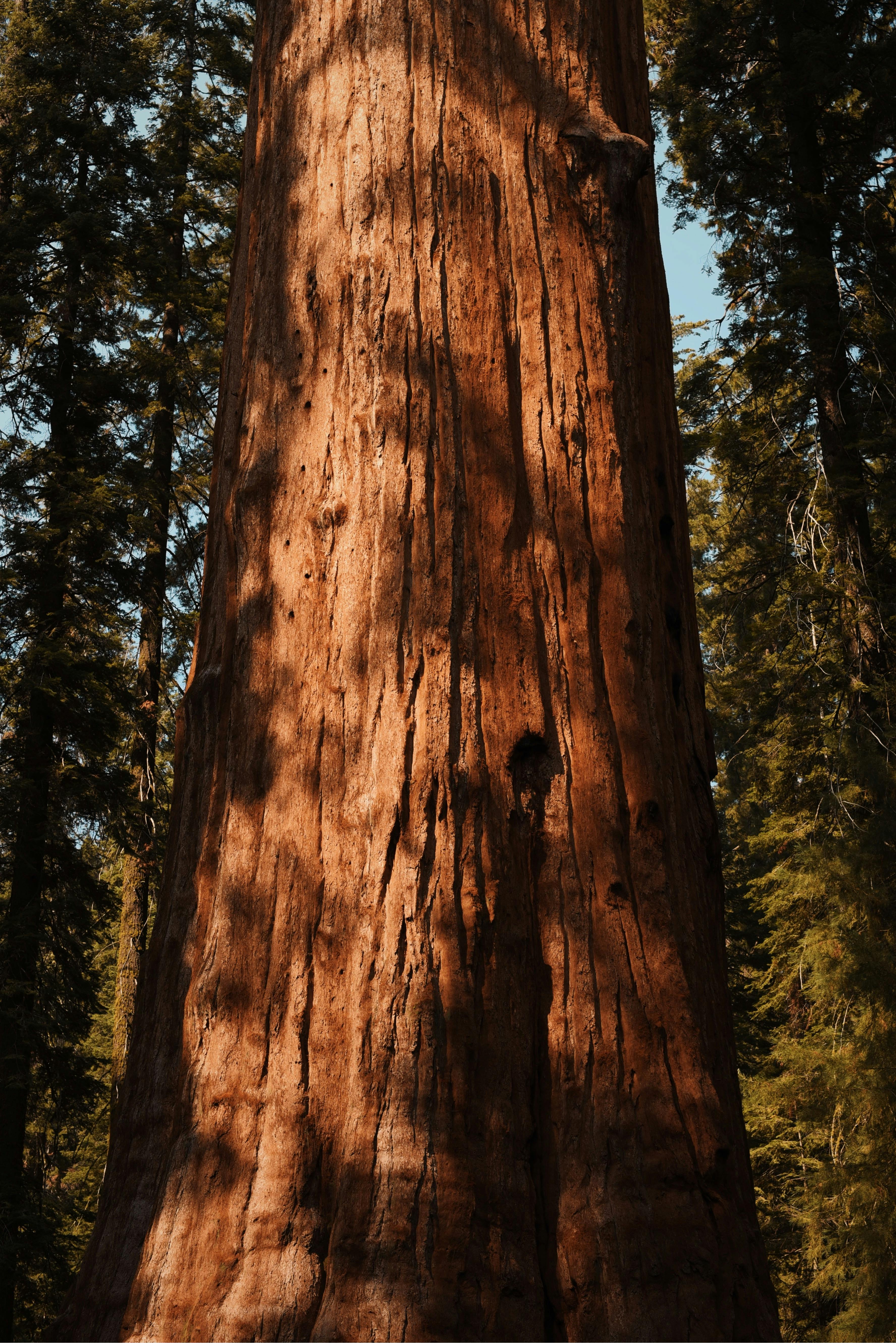 Sequoia sempervirens