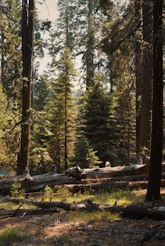 Tranquil scene of California forest with towering pine trees and fallen logs.