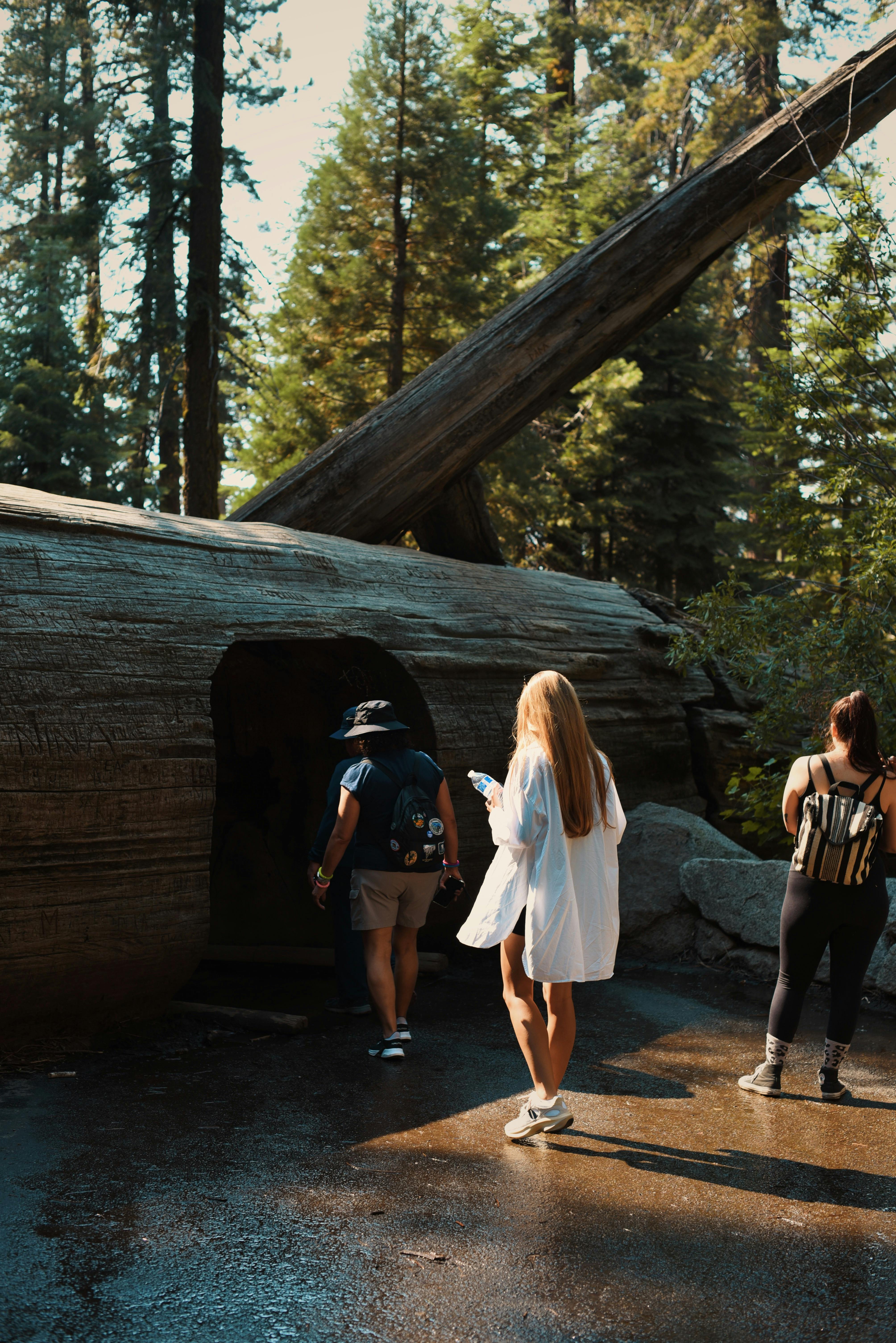 Visitors explore a giant fallen sequoia tree in a sunlit California forest.