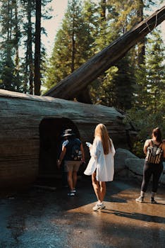 Visitors explore a giant fallen sequoia tree in a sunlit California forest.