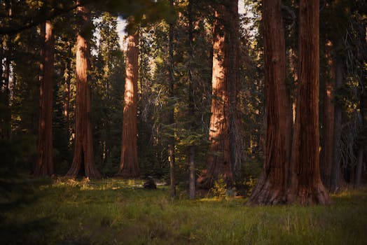 A serene view of towering redwood trees in a California forest, capturing nature's grandeur.