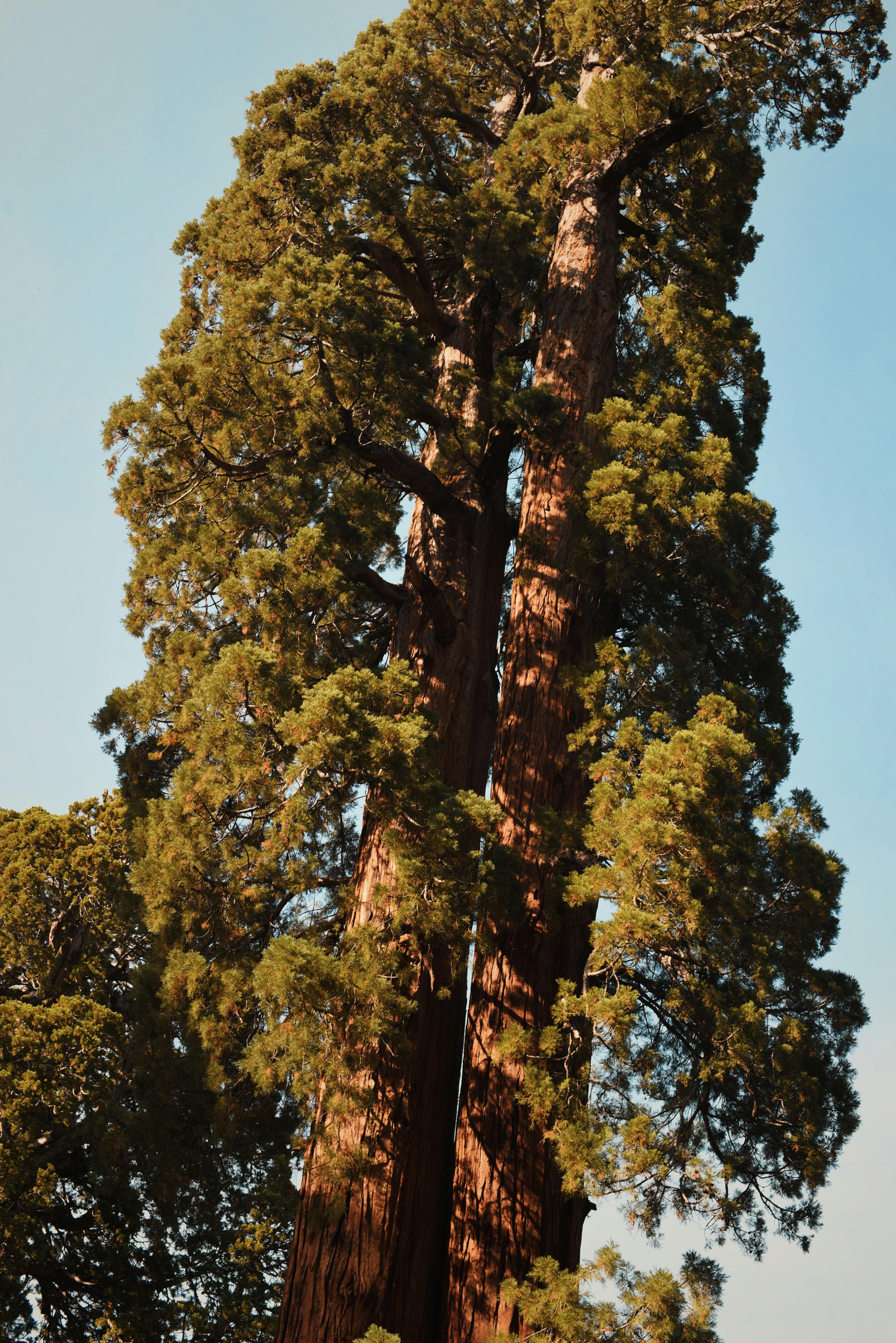 Tall, ancient giant sequoia trees in a sunny California forest setting, capturing nature's grandeur.