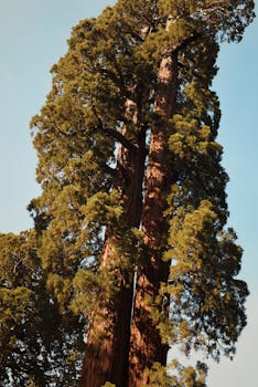 Tall, ancient giant sequoia trees in a sunny California forest setting, capturing nature's grandeur.
