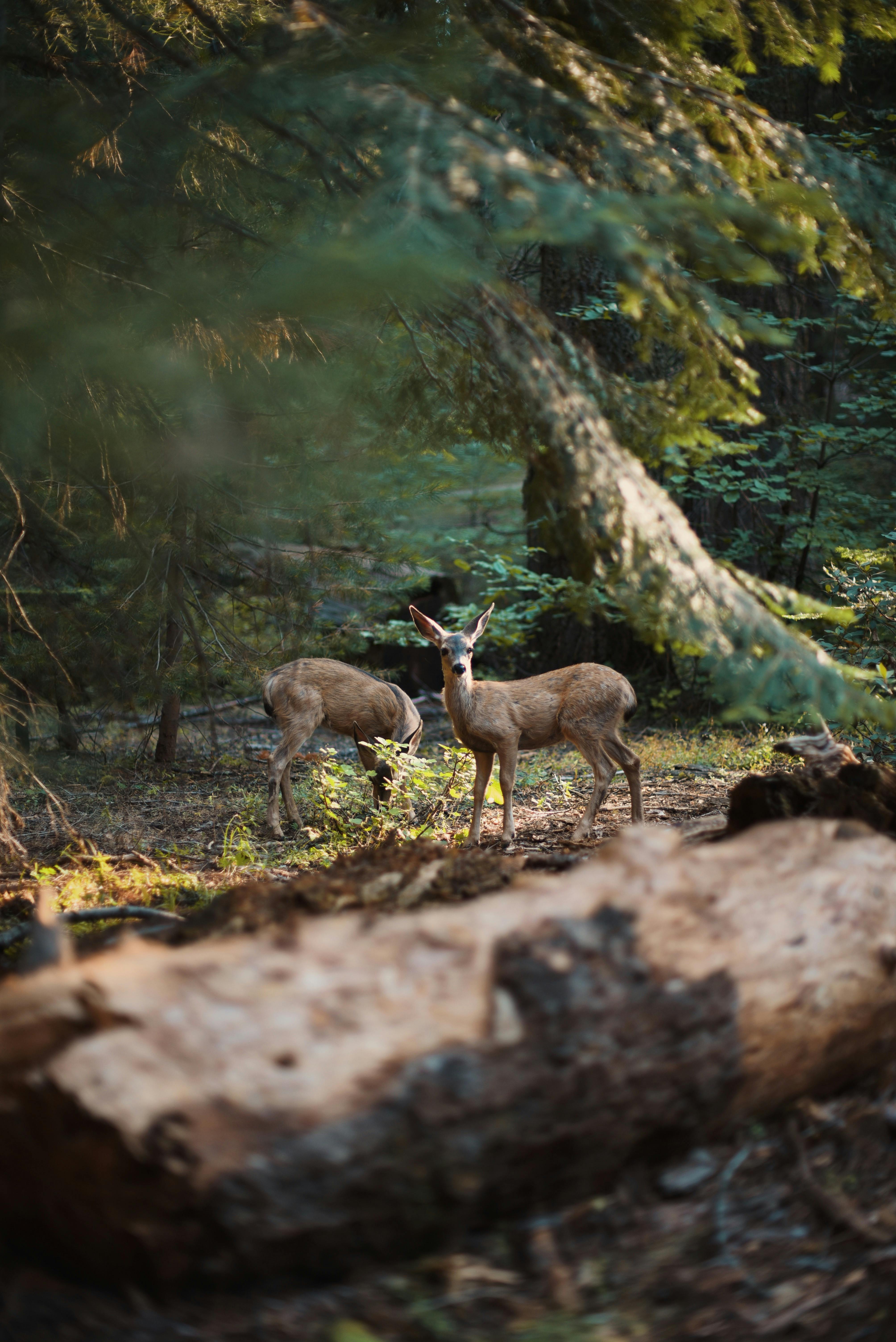 Life on Land background image