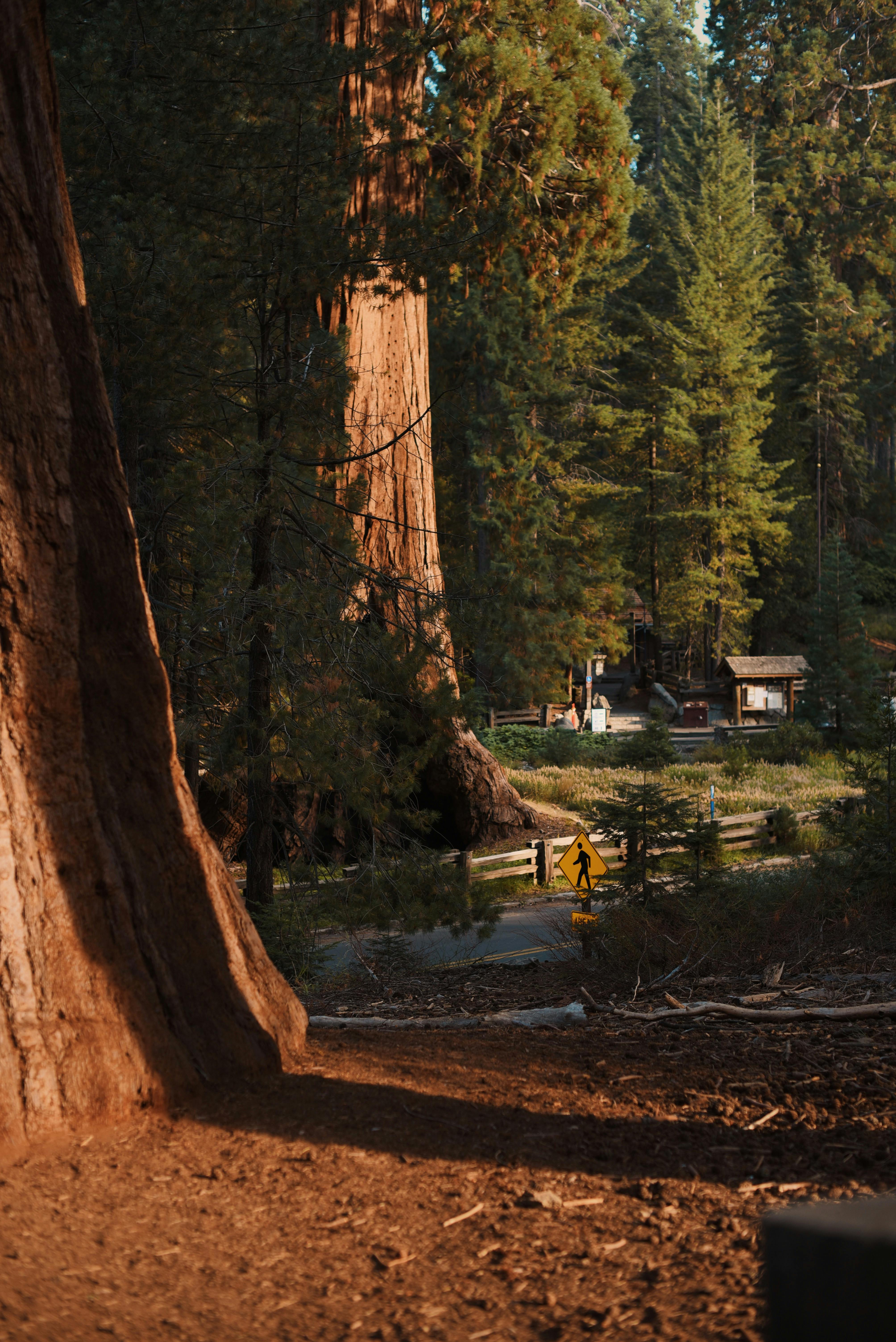 Scenic view of towering Sequoia trees in a sunlit Californian forest park.
