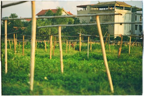 Free Idyllic rural fields with bamboo structures near Vietnamese village houses. Stock Photo