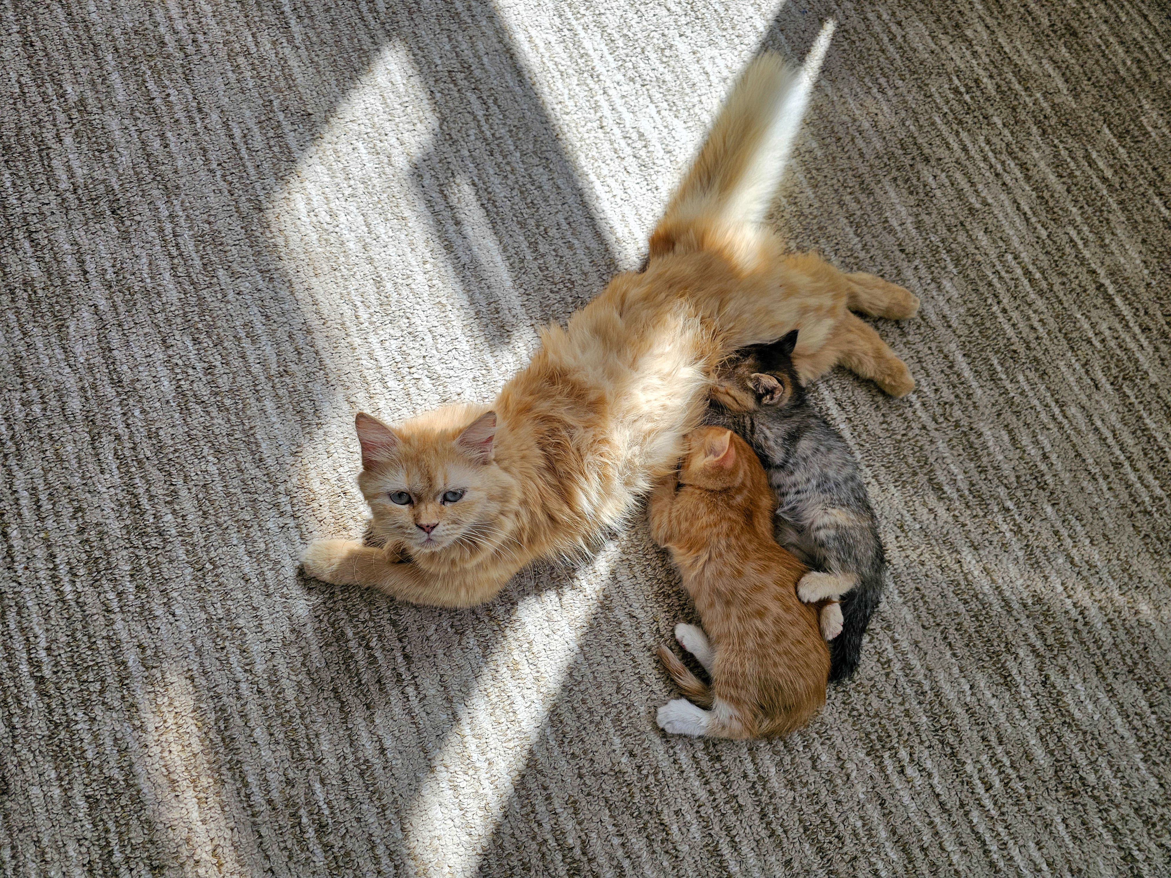OC Animal Care Filling Up With Cats and Kittens As Summer Approaches — Photo by Khalid on Pexels