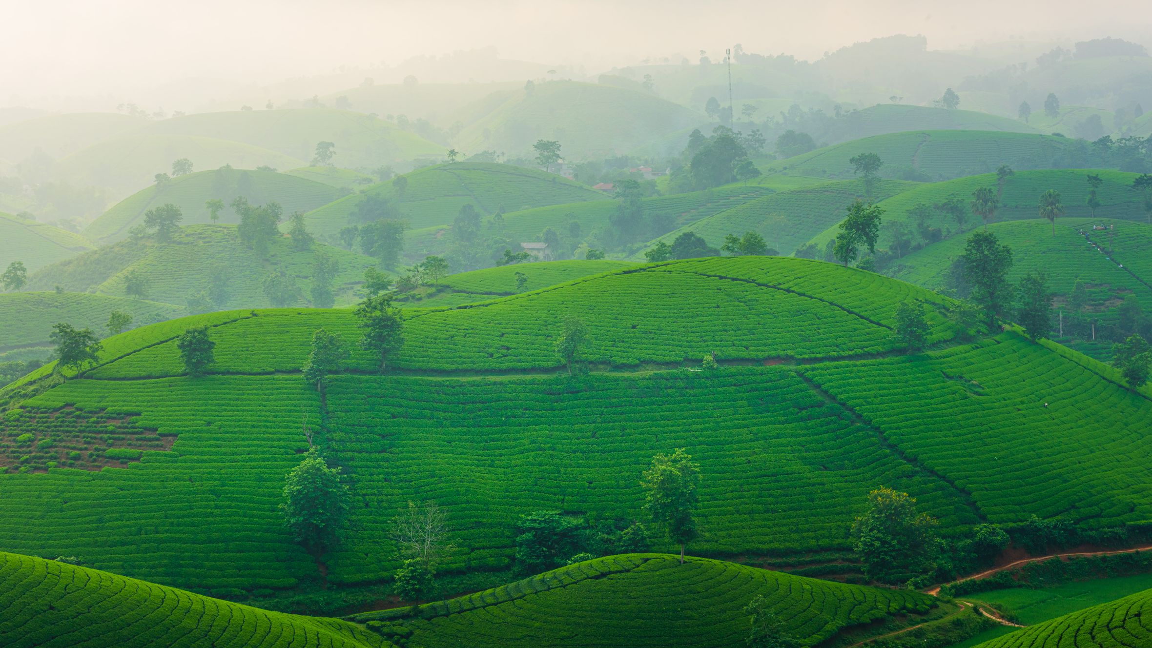 Lush green tea plantations stretch across misty hills in Vietnam's scenic highlands.