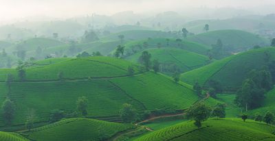 Tea Plantations